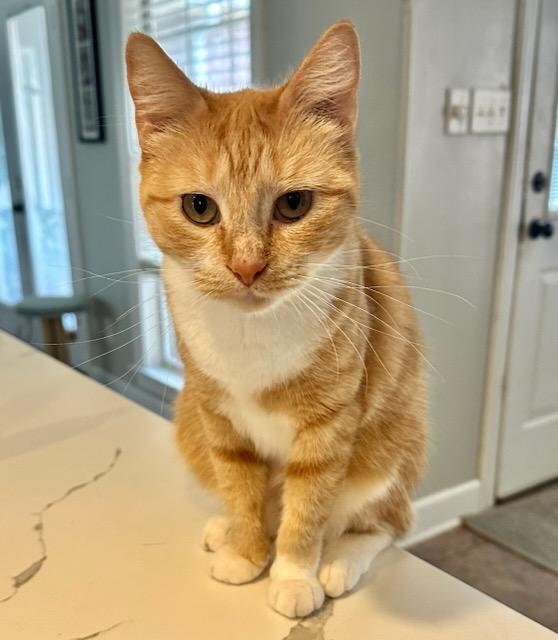 CLEMENTINE- Great kitty!!