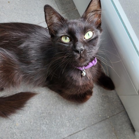 Hattie, an adoptable Domestic Medium Hair in Guaynabo, PR, 00969 | Photo Image 1