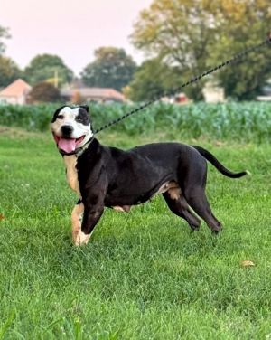 Starry, Adult Female Pit Bull Terrier