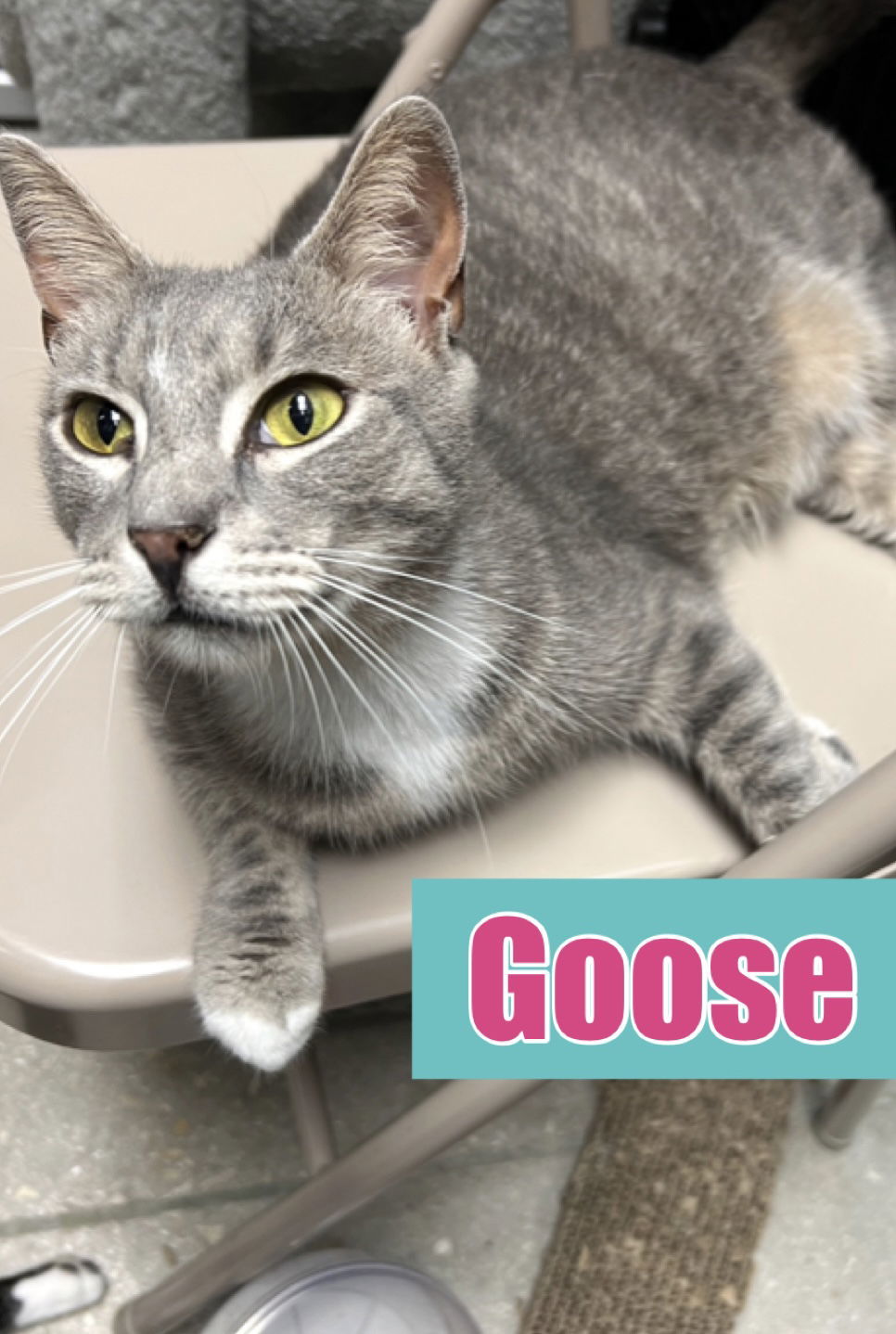 Goose