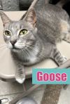 Goose photo 1