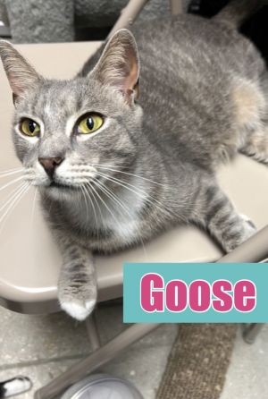 Goose, Adult Female American Shorthair