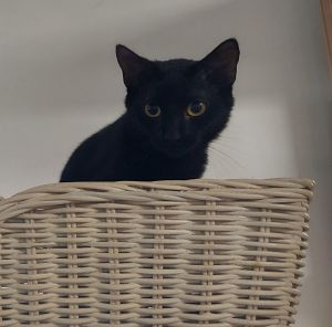 Dallas, Young Male American Shorthair