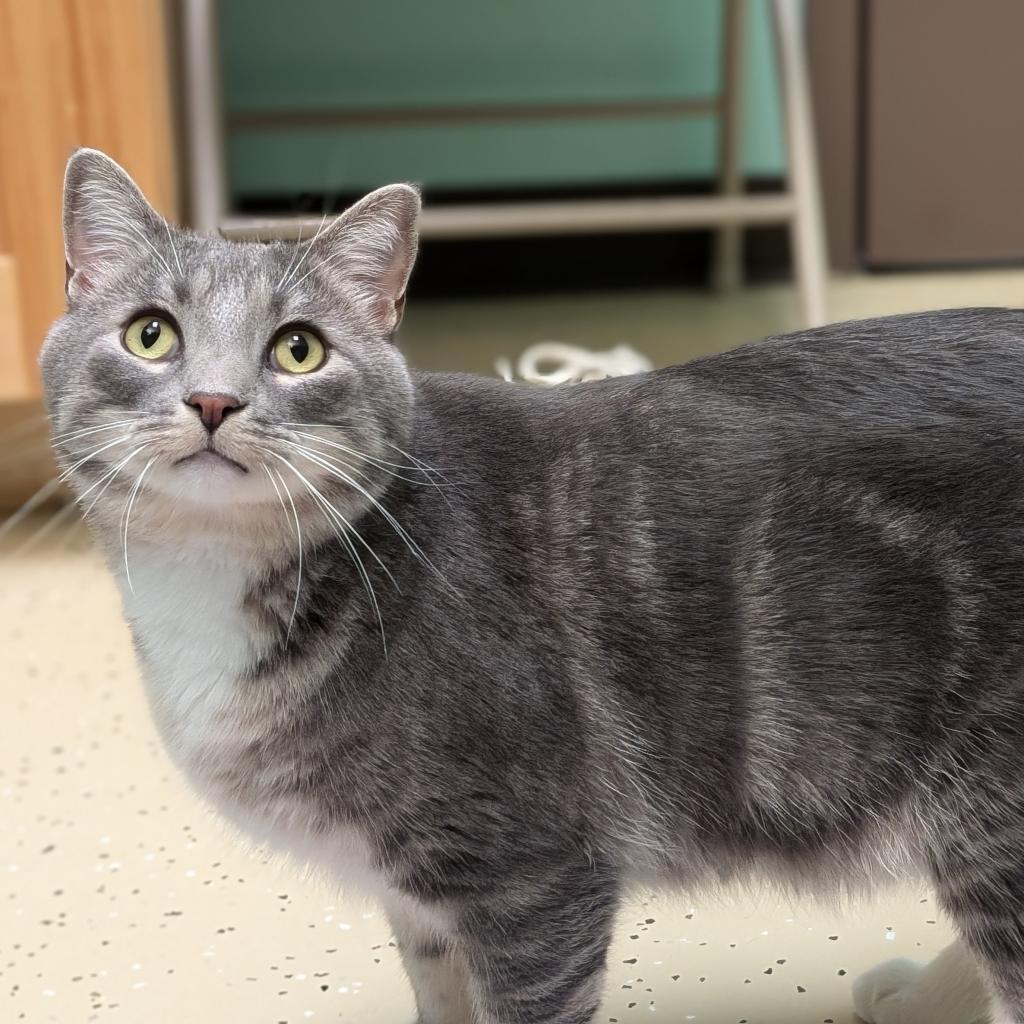 Smokey Bear--In Foster, an adoptable Domestic Short Hair in Fargo, ND, 58102 | Photo Image 1