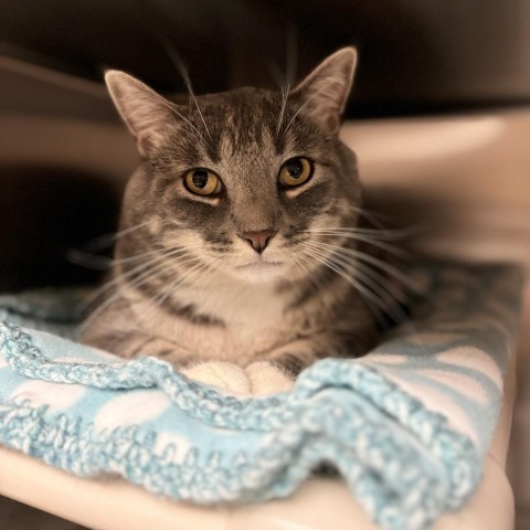 Smokey Bear--In Foster, an adoptable Domestic Short Hair in Fargo, ND, 58102 | Photo Image 2