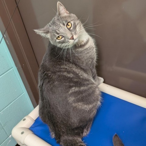 Smokey Bear--In Foster, an adoptable Domestic Short Hair in Fargo, ND, 58102 | Photo Image 2