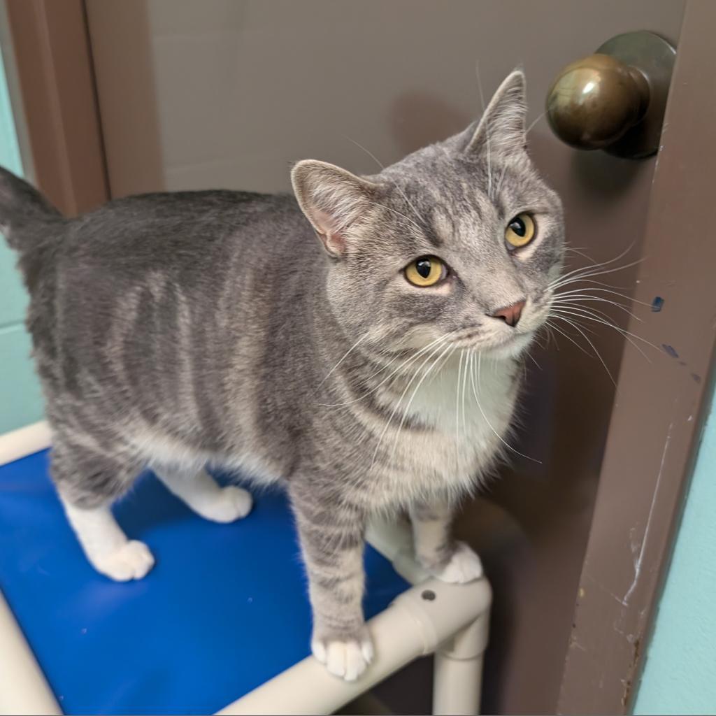 Smokey Bear--In Foster, an adoptable Domestic Short Hair in Fargo, ND, 58102 | Photo Image 2