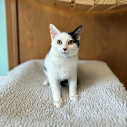 Mary--In Foster***ADOPTION PENDING***, an adoptable Domestic Short Hair in Fargo, ND, 58102 | Photo Image 1