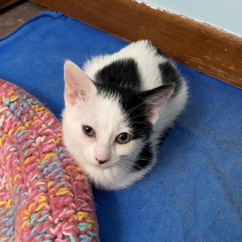 Mary--In Foster***ADOPTION PENDING***, an adoptable Domestic Short Hair in Fargo, ND, 58102 | Photo Image 2