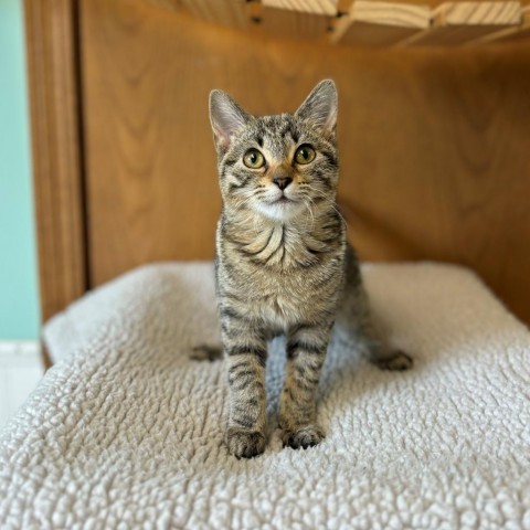 Deana--In Foster, an adoptable Domestic Short Hair in Fargo, ND, 58102 | Photo Image 1