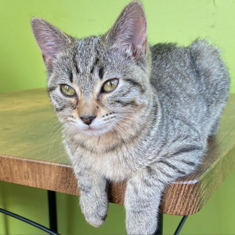 Deana--In Foster, an adoptable Domestic Short Hair in Fargo, ND, 58102 | Photo Image 5