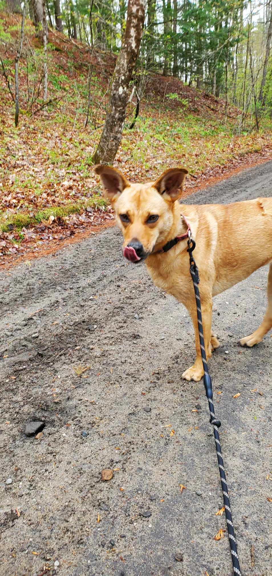 CARLY- no adopt fee!