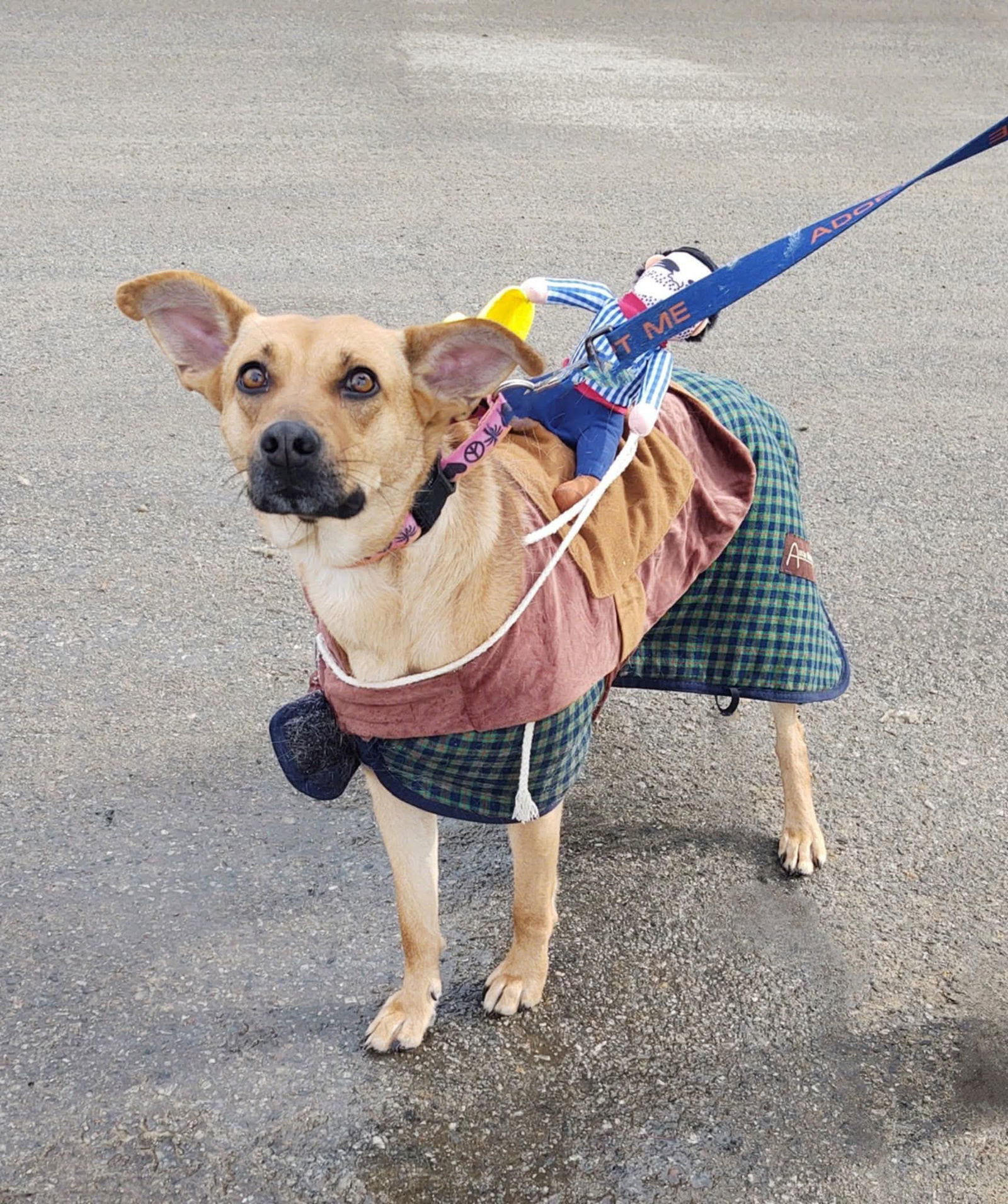 CARLY- no adopt fee!, an adoptable Shepherd in Croydon, NH, 03773 | Photo Image 1
