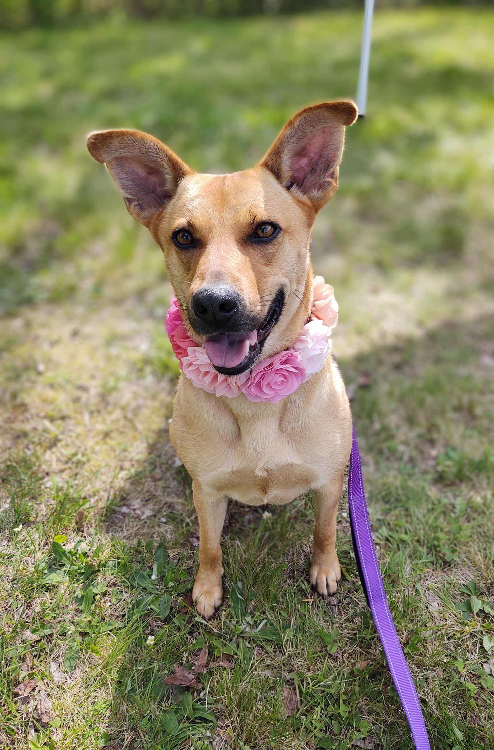 CARLY- sponsored adoption fee!, an adoptable Shepherd in Croydon, NH, 03773 | Photo Image 1