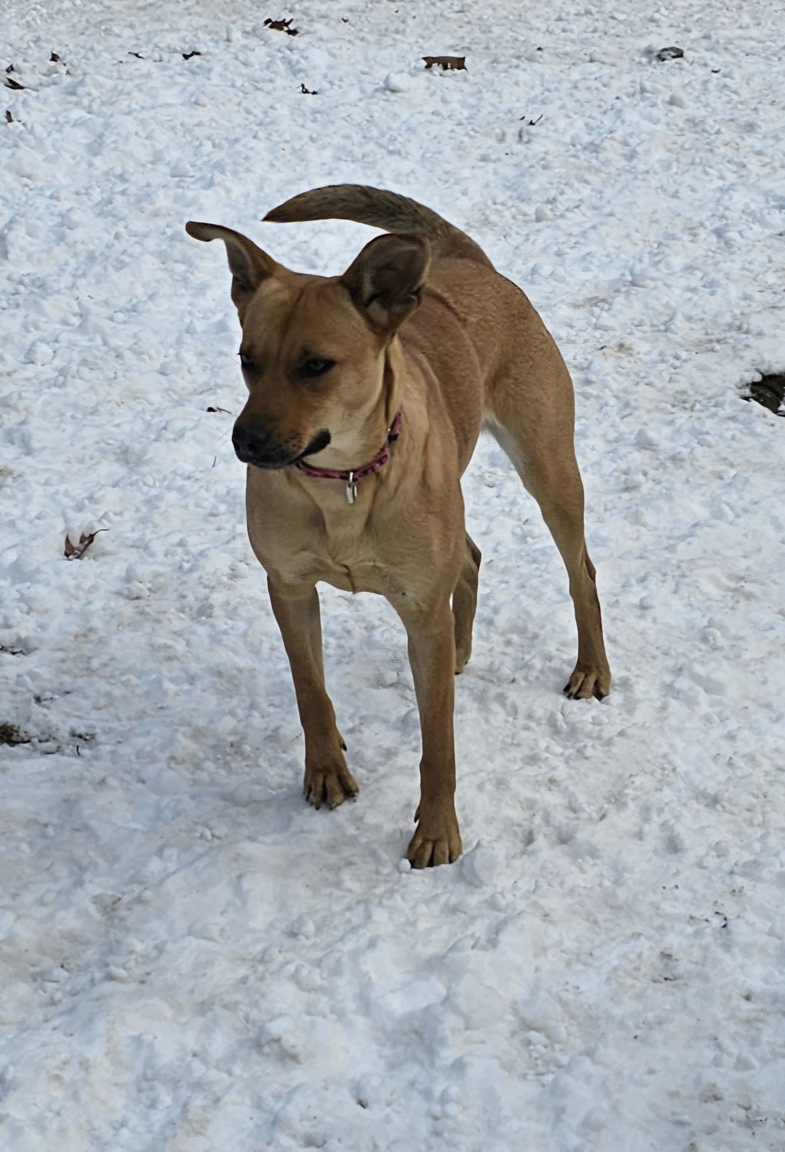 CARLY- no adopt fee!, an adoptable Shepherd in Croydon, NH, 03773 | Photo Image 2