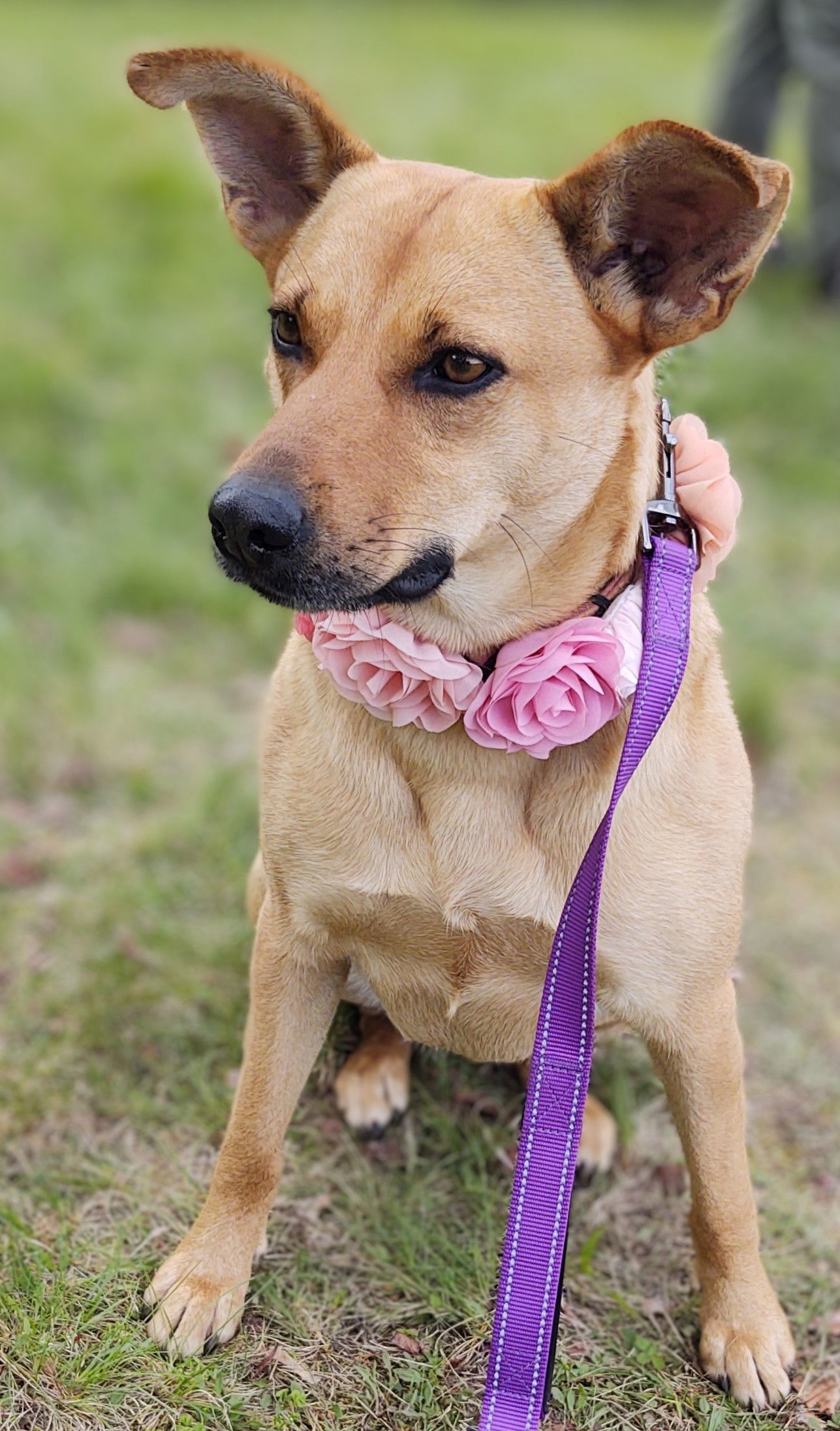 CARLY- sponsored adoption fee!, an adoptable Shepherd in Croydon, NH, 03773 | Photo Image 2