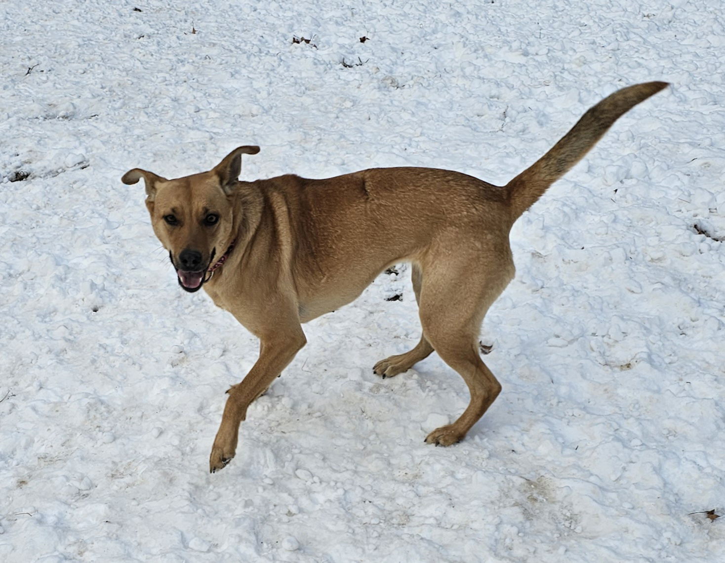 CARLY- no adopt fee!, an adoptable Shepherd in Croydon, NH, 03773 | Photo Image 3