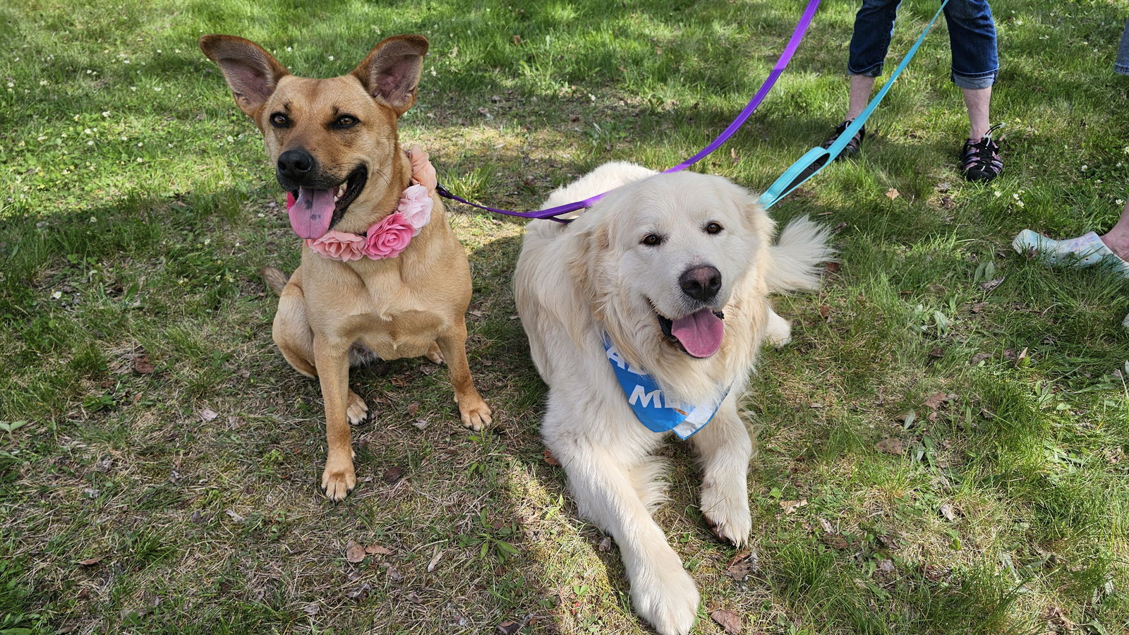 CARLY- sponsored adoption fee!, an adoptable Shepherd in Croydon, NH, 03773 | Photo Image 3