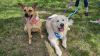 CARLY- sponsored adoption fee! photo 3