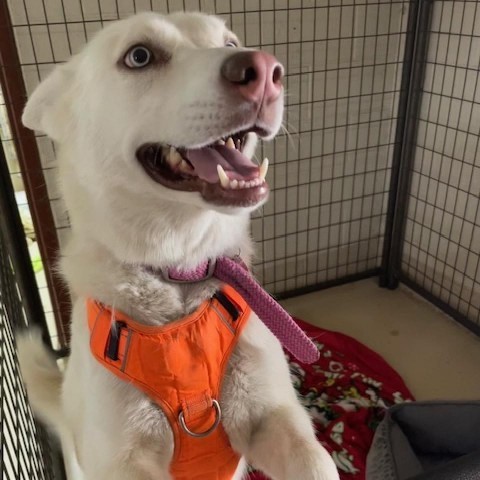 Mila, an adoptable Siberian Husky in Grand Junction, CO, 81505 | Photo Image 1