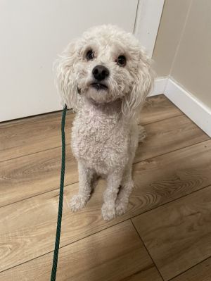 Animal Profile Ramen is an estimated 4 year old 15 lb neutered male miniature poodle who was a hot 