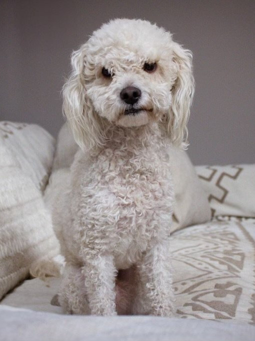 Ramen, an adoptable Poodle in Bothell, WA, 98021 | Photo Image 1