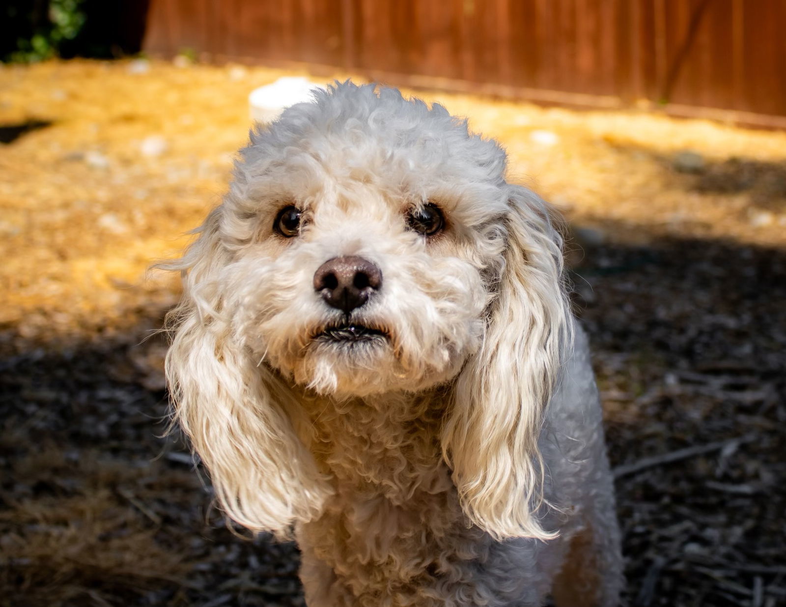 Ramen, an adoptable Poodle in Bothell, WA, 98021 | Photo Image 2