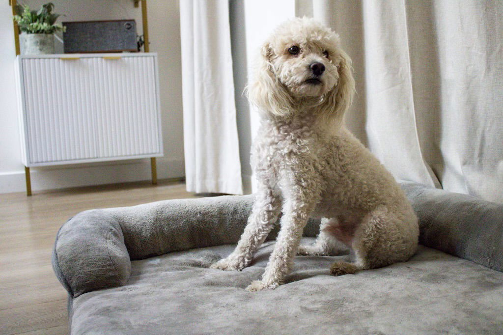 Ramen, an adoptable Poodle in Bothell, WA, 98021 | Photo Image 3