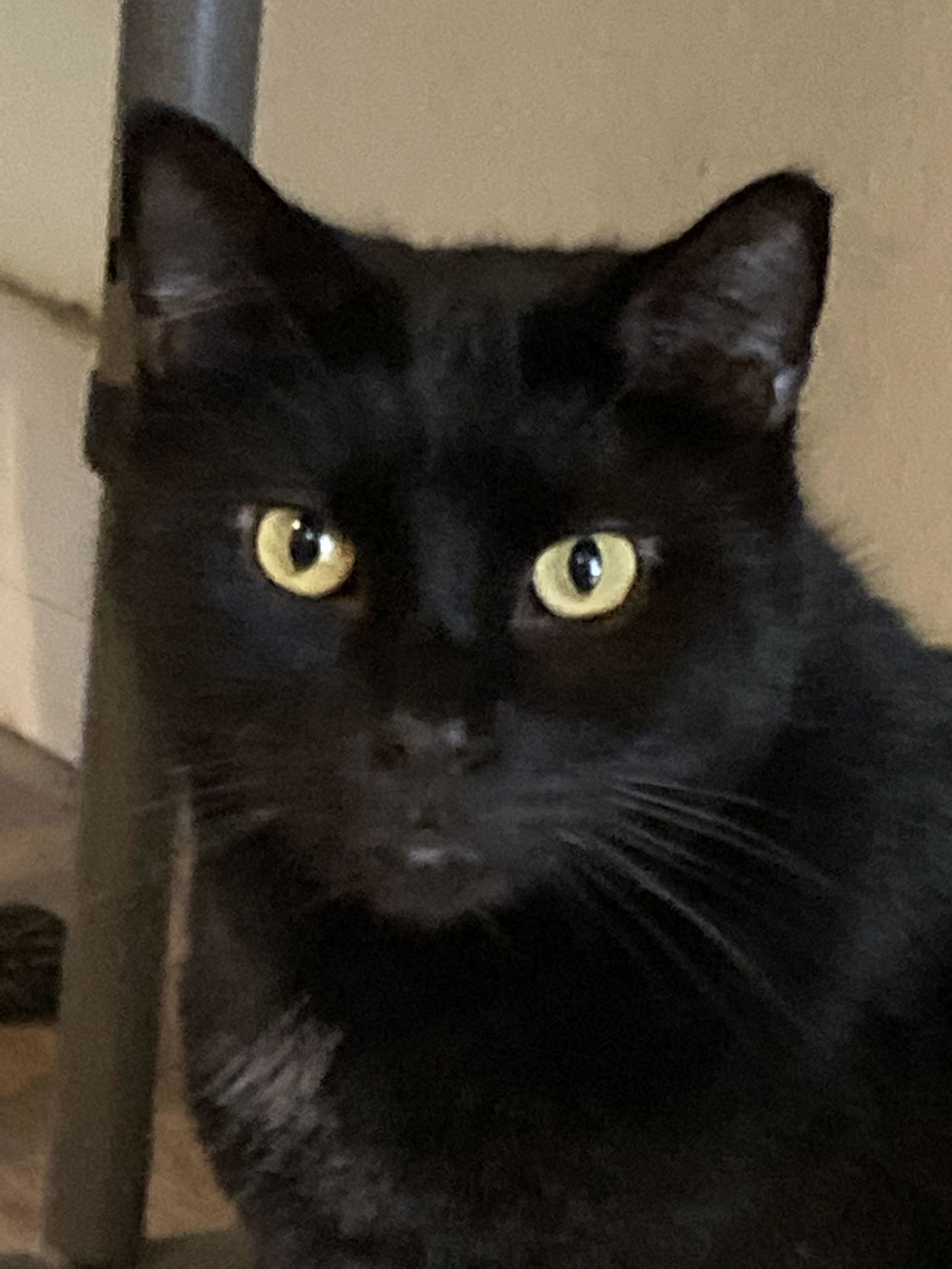 JuJu, an adoptable American Shorthair in Pensacola, FL, 32501 | Photo Image 1