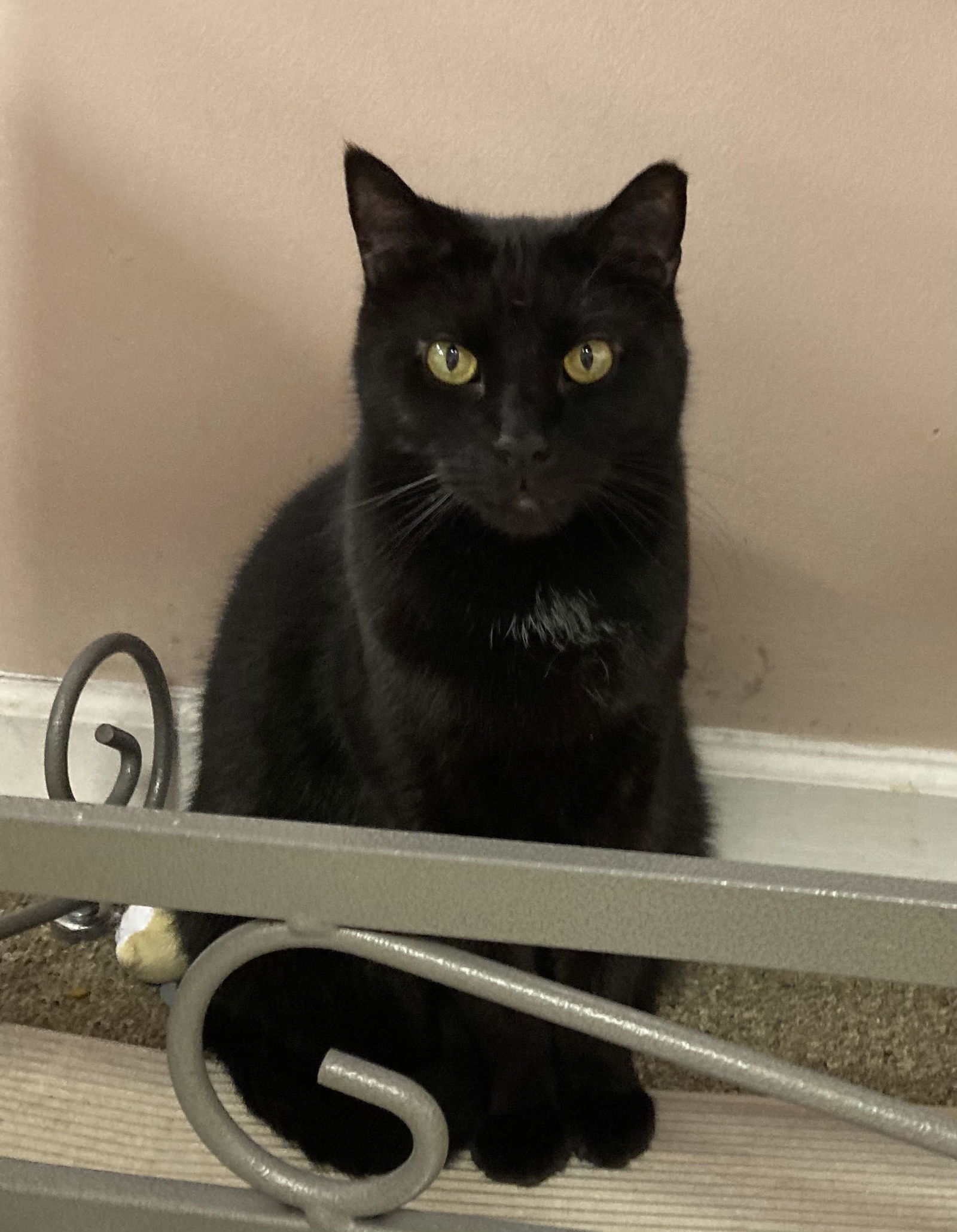 JuJu, an adoptable American Shorthair in Pensacola, FL, 32501 | Photo Image 2