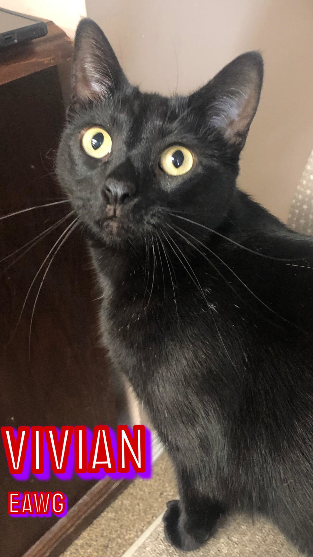 Vivian, an adoptable American Shorthair in Pensacola, FL, 32501 | Photo Image 1