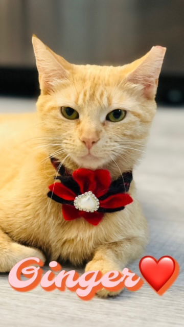 Ginger, an adoptable Tabby in Pensacola, FL, 32501 | Photo Image 1