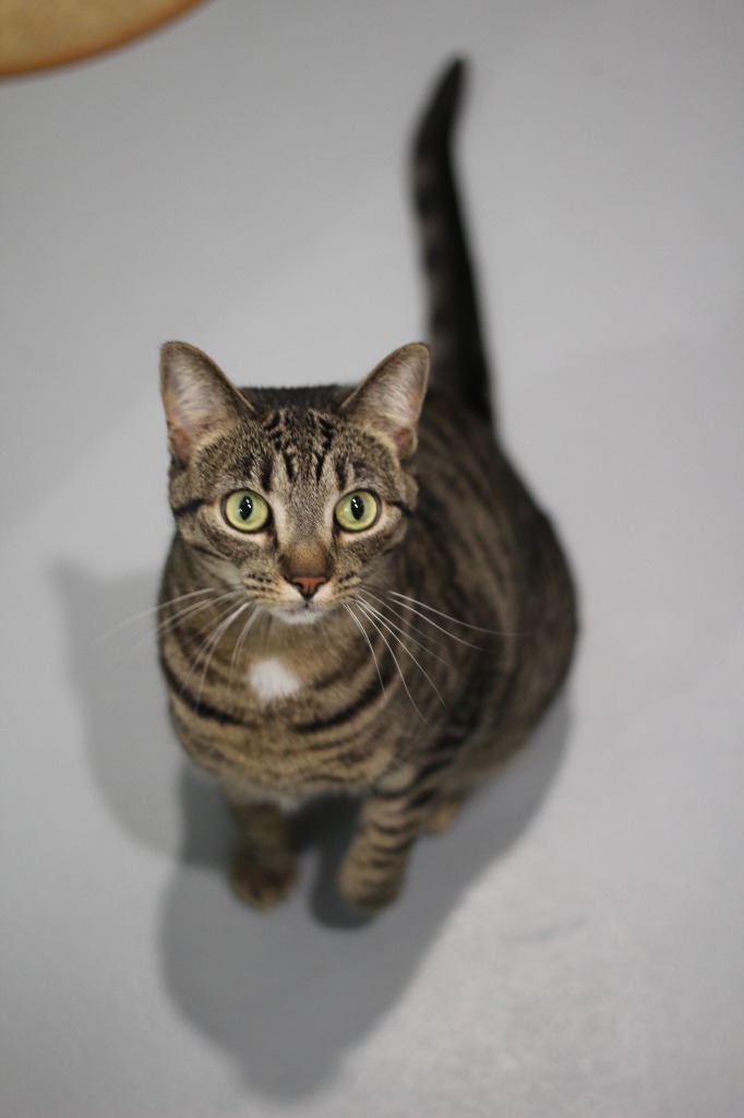 Nala -spinach litter Kale, an adoptable Domestic Short Hair in Ashland, WI, 54806 | Photo Image 1