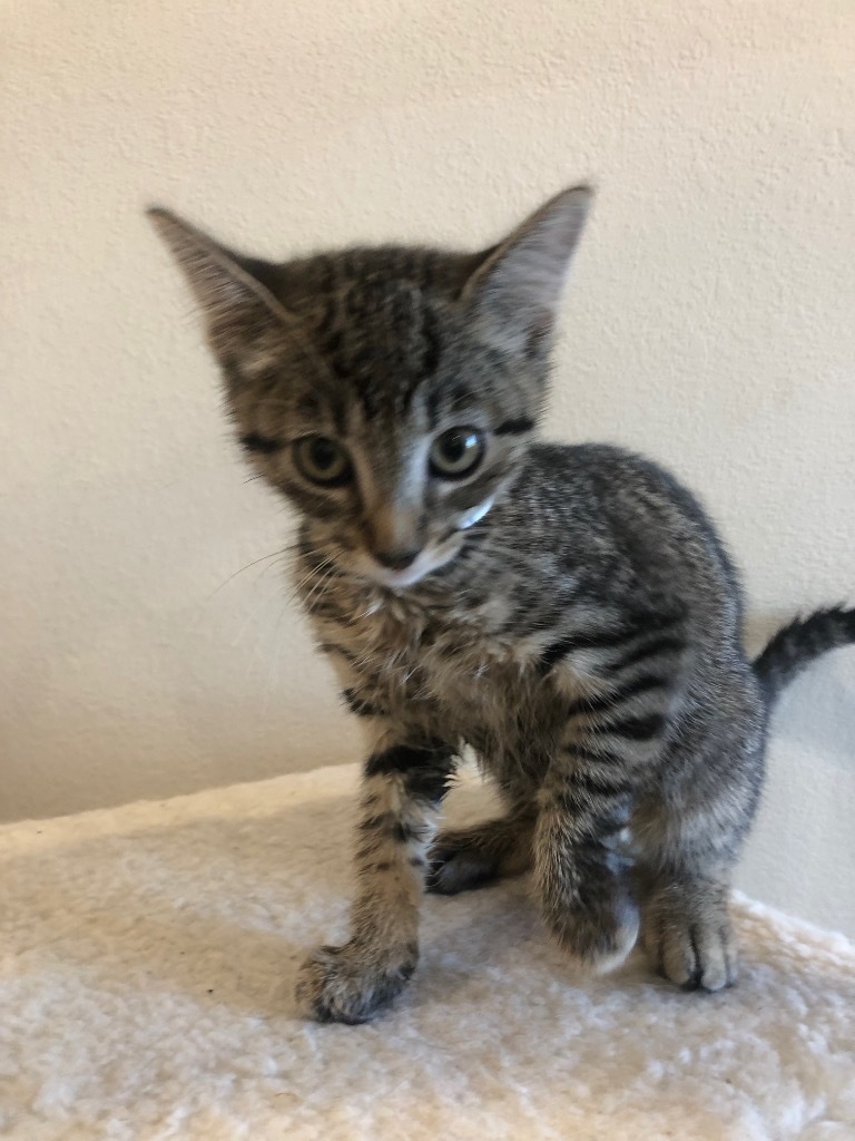 Nala -spinach litter Kale, an adoptable Domestic Short Hair in Ashland, WI, 54806 | Photo Image 2