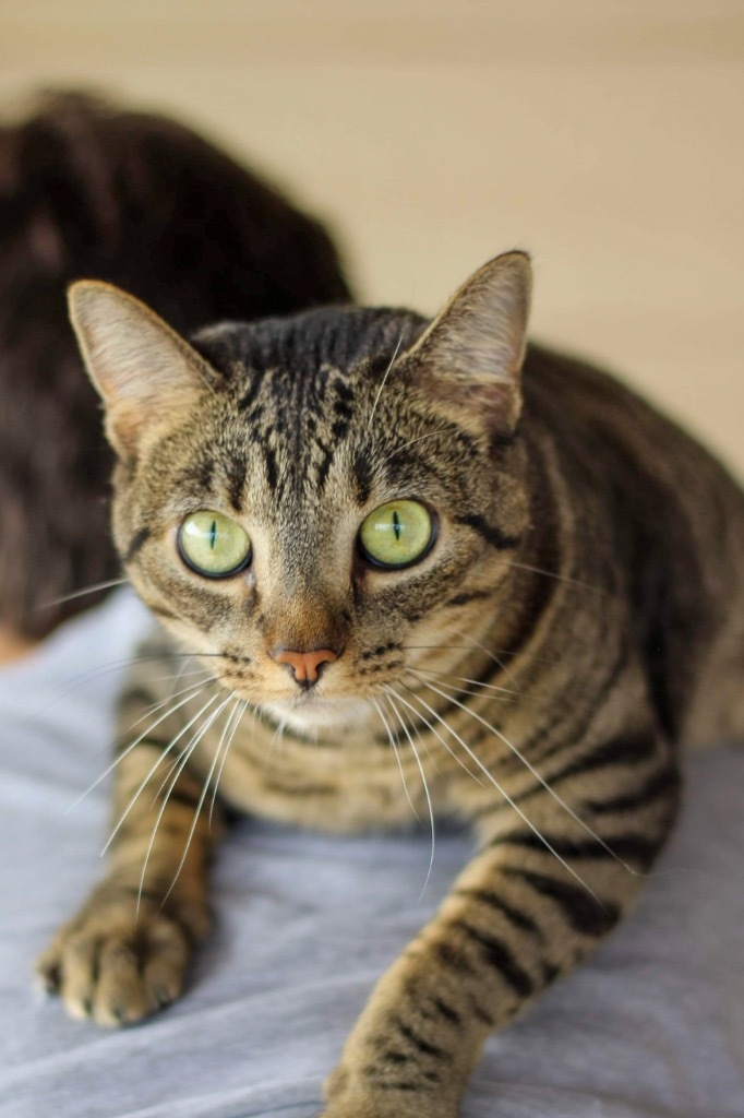 Nala -spinach litter Kale, an adoptable Domestic Short Hair in Ashland, WI, 54806 | Photo Image 5