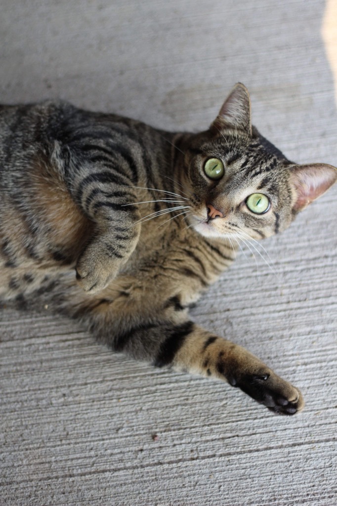 Nala -spinach litter Kale, an adoptable Domestic Short Hair in Ashland, WI, 54806 | Photo Image 6