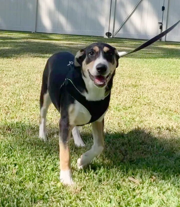 Ridgeback collie shops mix