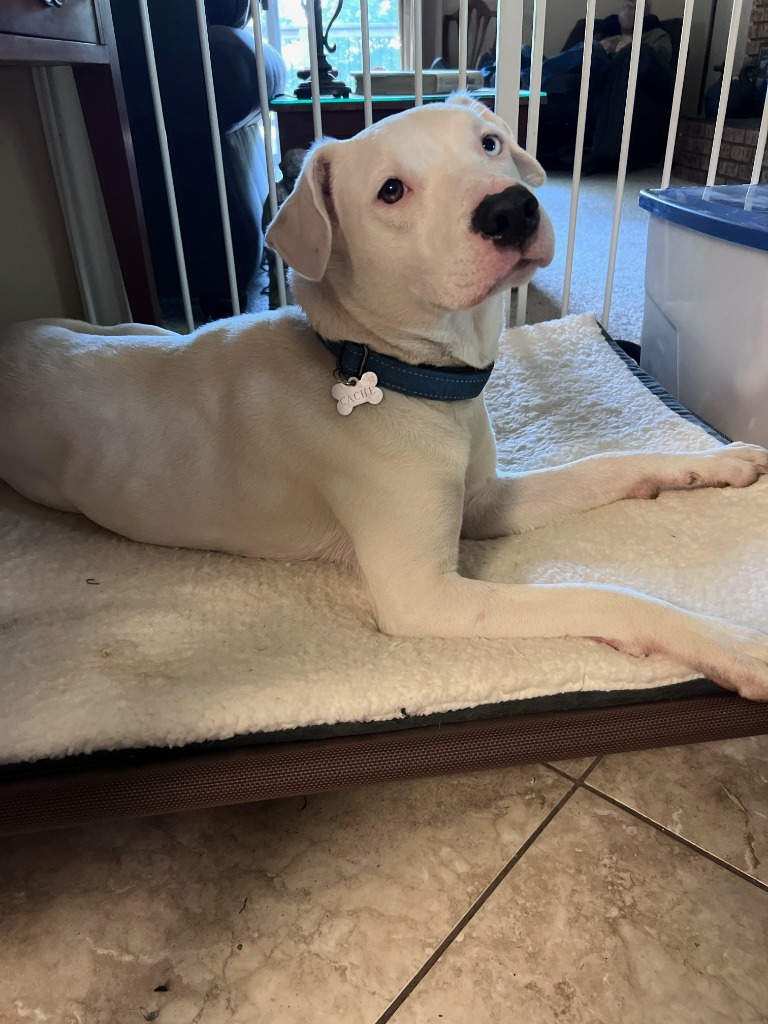 Lynx, an adoptable American Staffordshire Terrier, Catahoula Leopard Dog in Logan, UT, 84323 | Photo Image 1