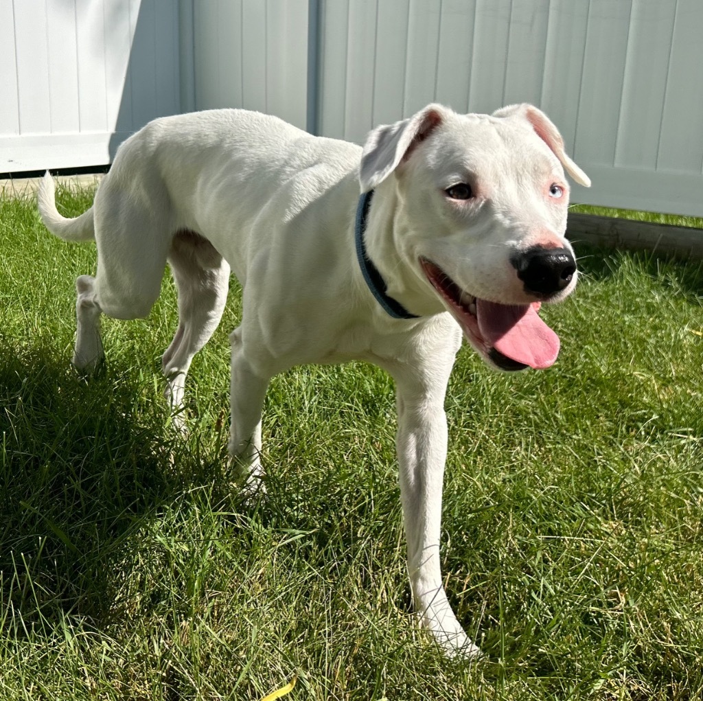 Lynx, an adoptable American Staffordshire Terrier, Catahoula Leopard Dog in Logan, UT, 84323 | Photo Image 2