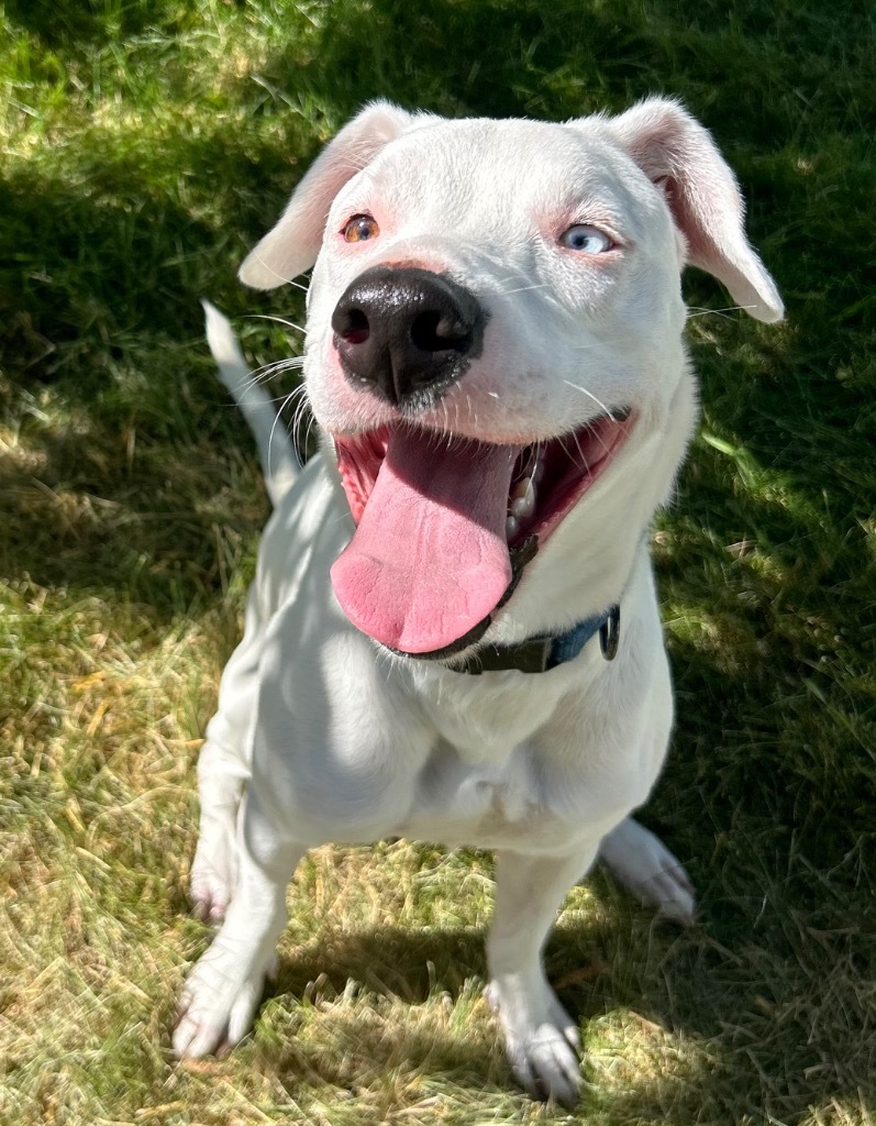 Lynx, an adoptable American Staffordshire Terrier, Catahoula Leopard Dog in Logan, UT, 84323 | Photo Image 3