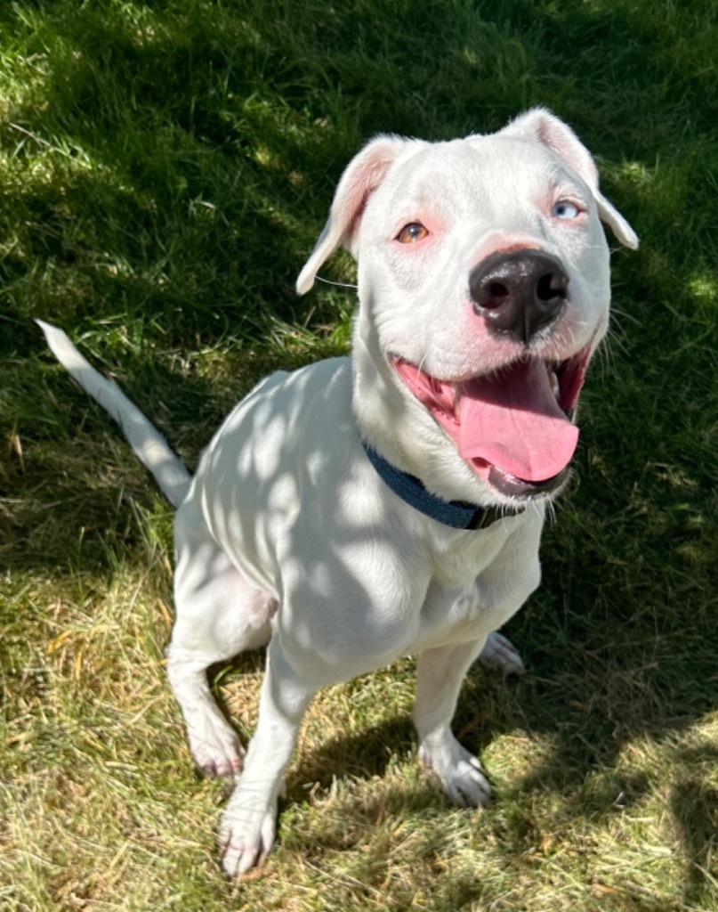 Lynx, an adoptable American Staffordshire Terrier, Catahoula Leopard Dog in Logan, UT, 84323 | Photo Image 4