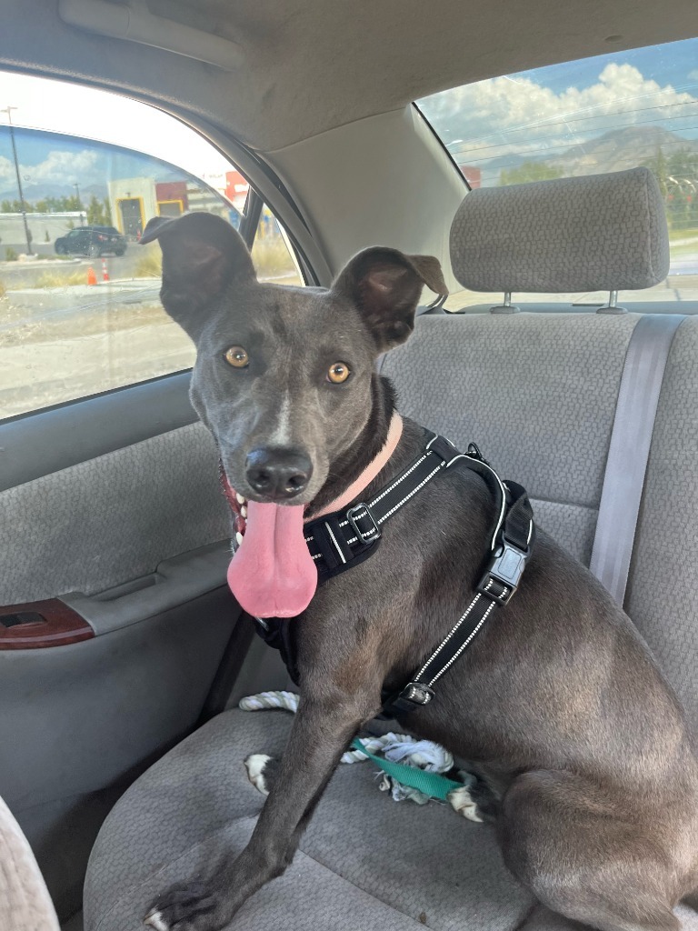 Slick, an adoptable Australian Kelpie in Logan, UT, 84323 | Photo Image 1