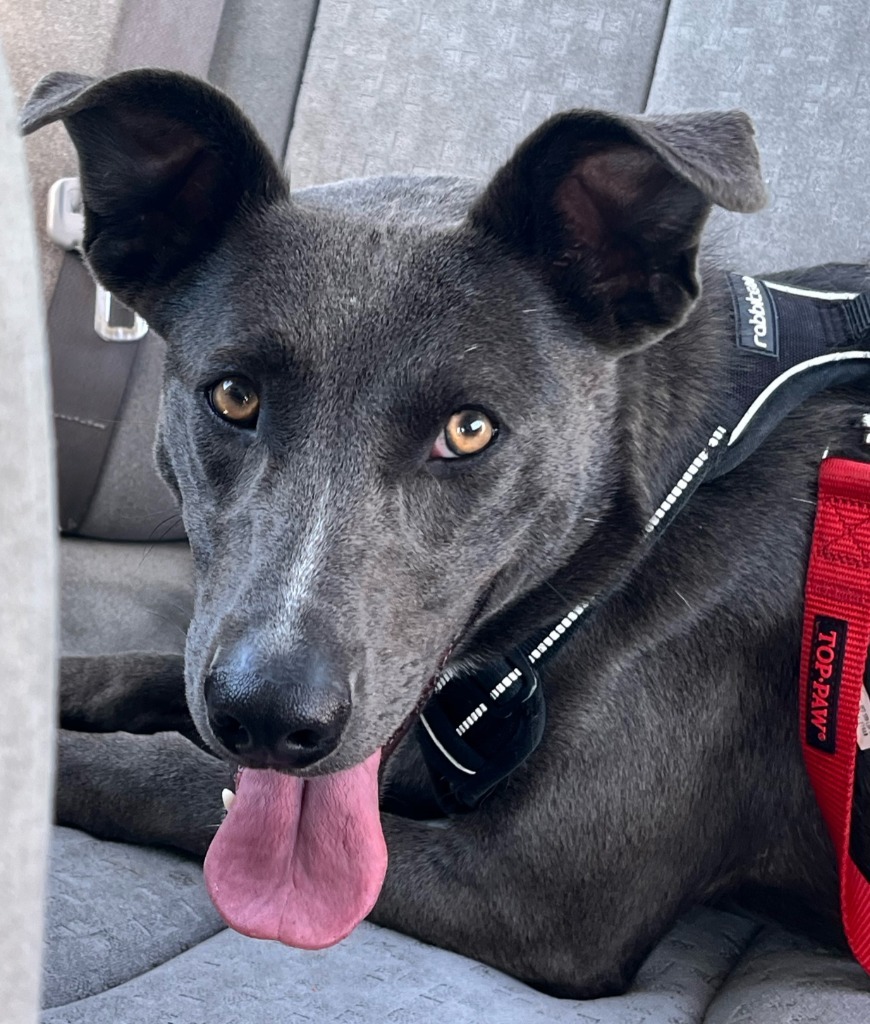 Slick, an adoptable Australian Kelpie in Logan, UT, 84323 | Photo Image 2