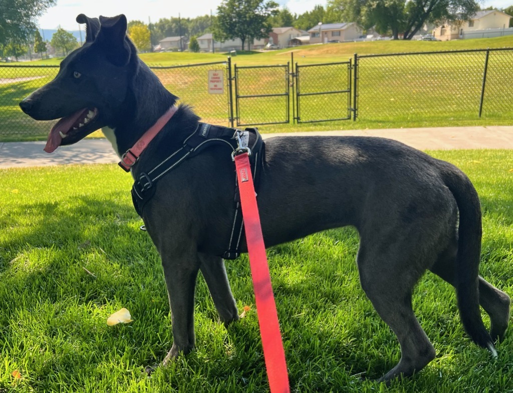 Slick, an adoptable Australian Kelpie in Logan, UT, 84323 | Photo Image 3