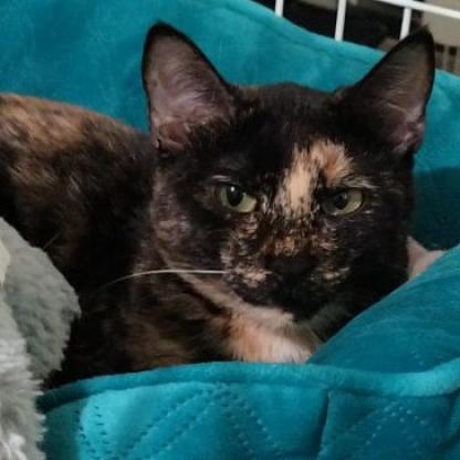Zuki, an adoptable Domestic Short Hair in San Antonio, TX, 78253 | Photo Image 1