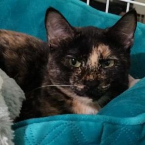 Zuki, Adult Female Domestic Short Hair