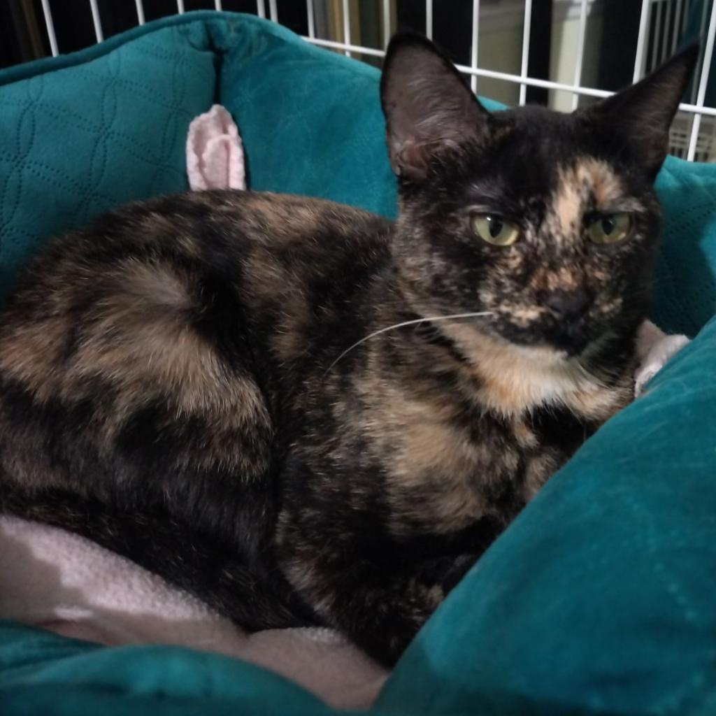 Zuki, an adoptable Domestic Short Hair in San Antonio, TX, 78253 | Photo Image 2