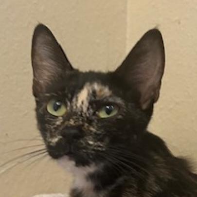Zuki, an adoptable Domestic Short Hair in San Antonio, TX, 78253 | Photo Image 3