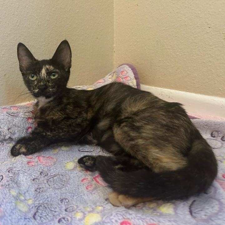 Zuki, an adoptable Domestic Short Hair in San Antonio, TX, 78253 | Photo Image 4