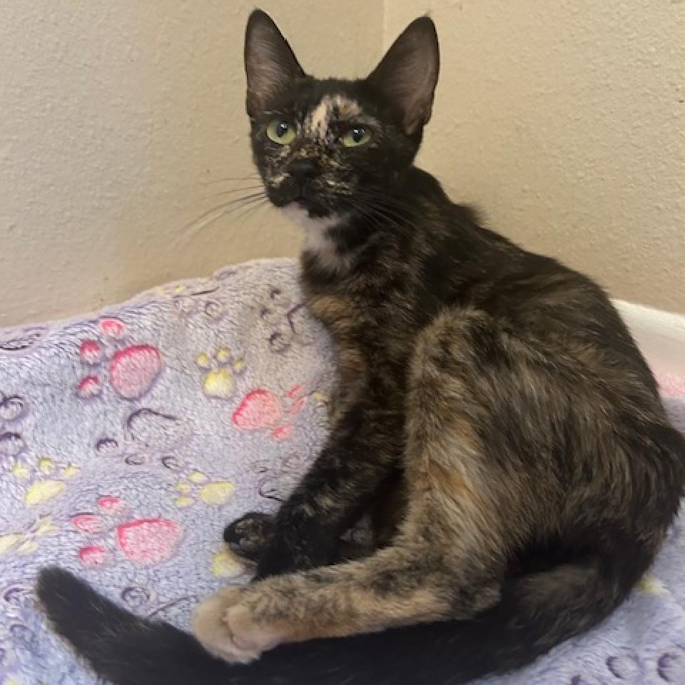 Zuki, an adoptable Domestic Short Hair in San Antonio, TX, 78253 | Photo Image 5